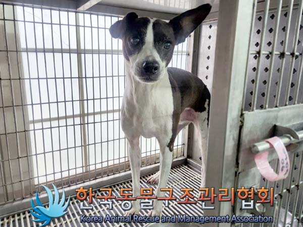 한국동물구조관리협회_411304202400114