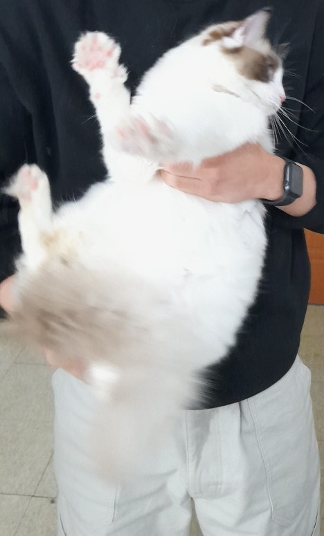 보호중 레그돌의 가…