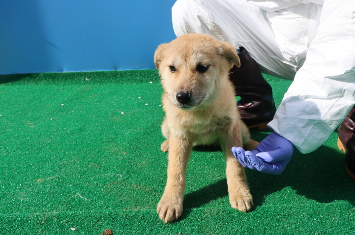제주 동물보호센터_450650202401046