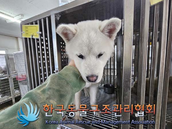 종료(반환) 믹스견…