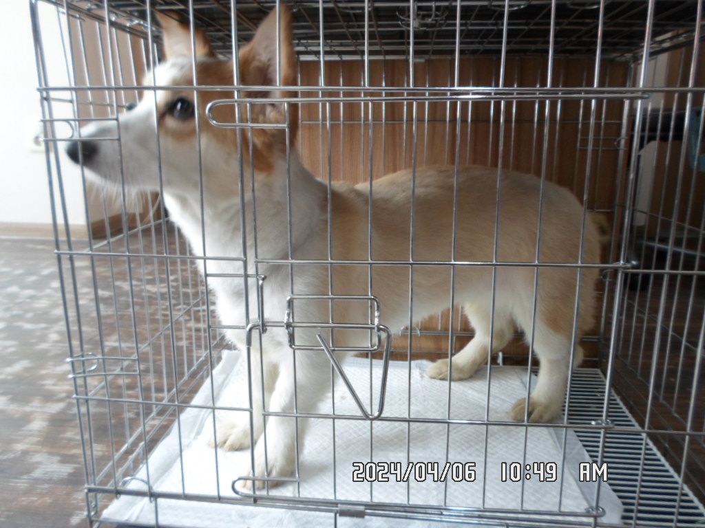 디아크동물종합병원_411319202400212