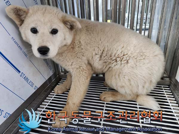 한국동물구조관리협회_441406202400557