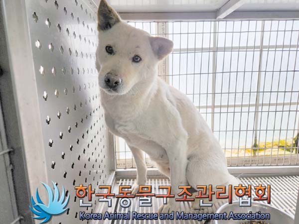 한국동물구조관리협회_441559202400307
