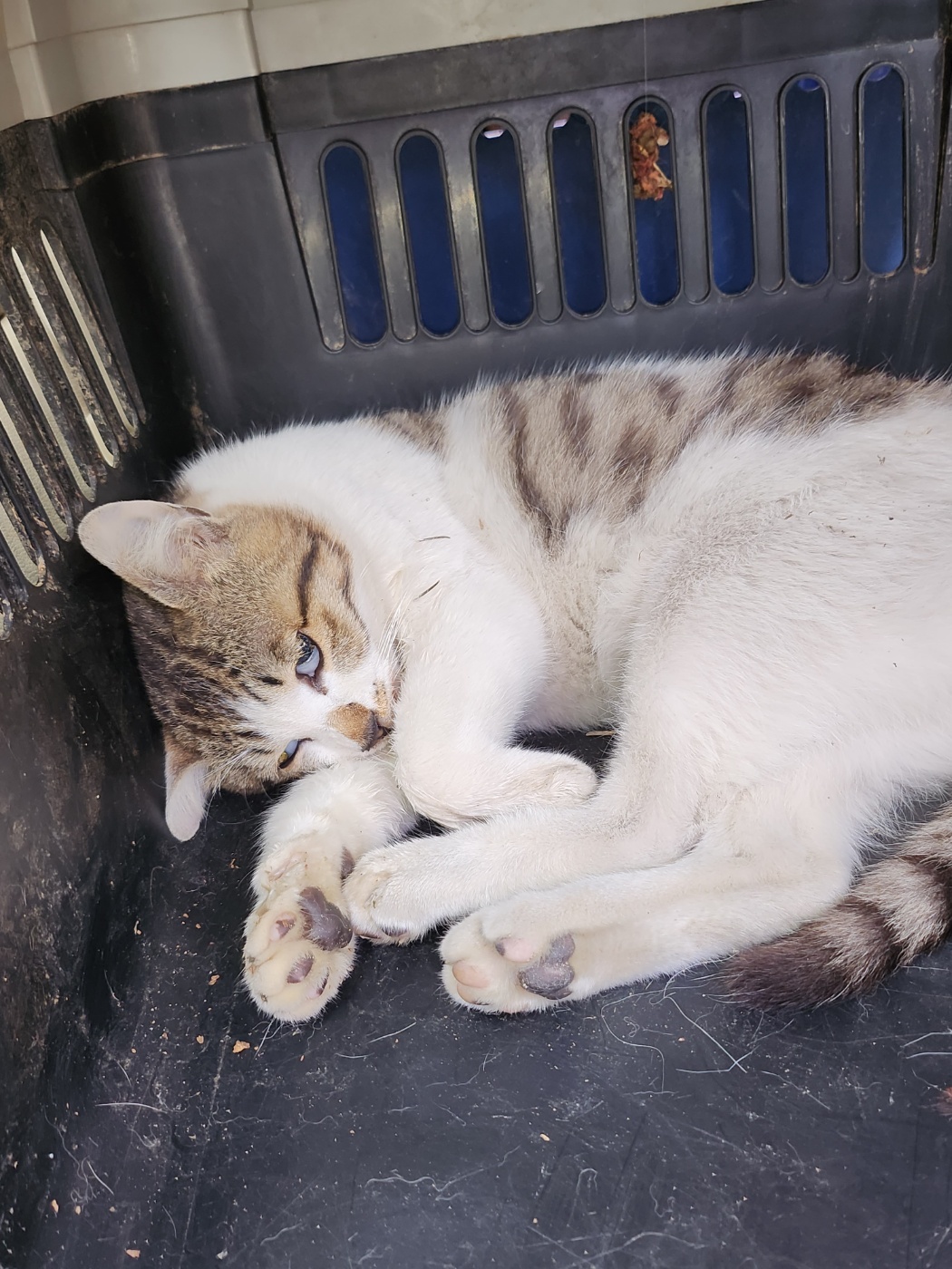 예산동물보호센터_444461202400172