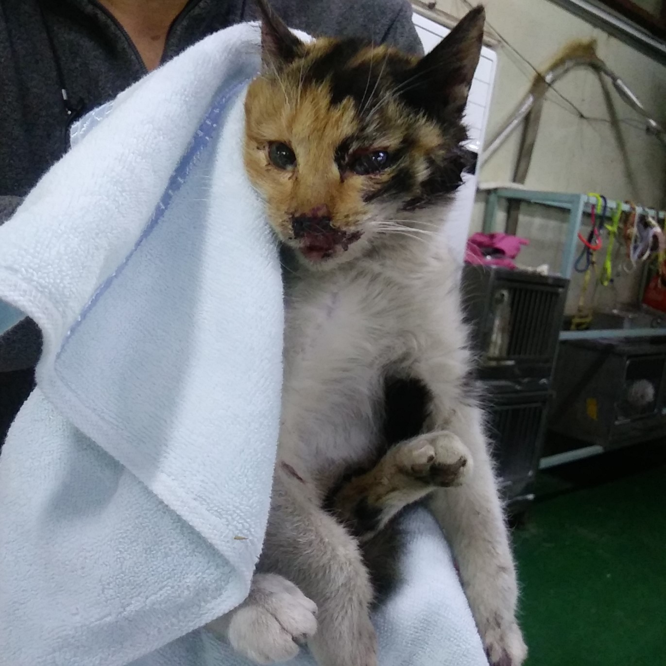 인천광역시수의사회_428353202400290