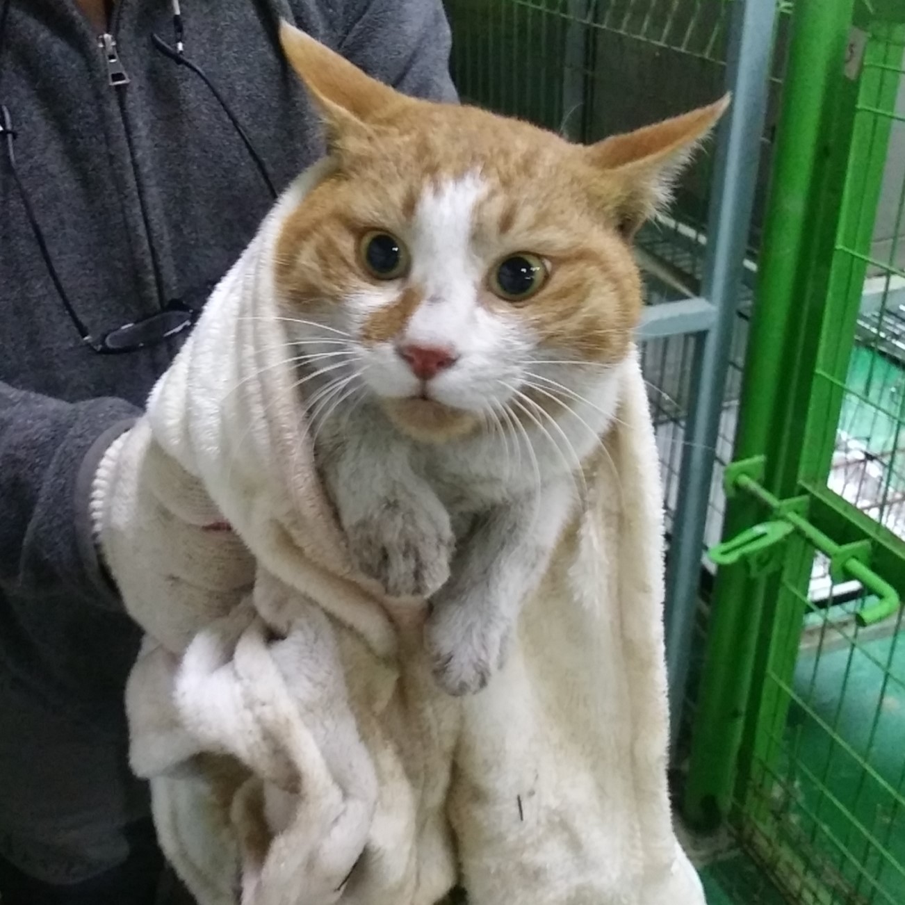 종료(자연사) 한국…