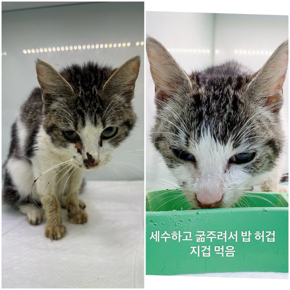 종료(자연사) 한국…