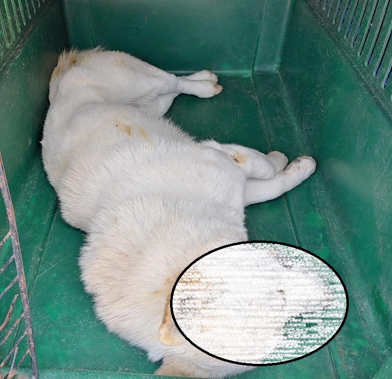 마산유기동물보호소_448528202400557
