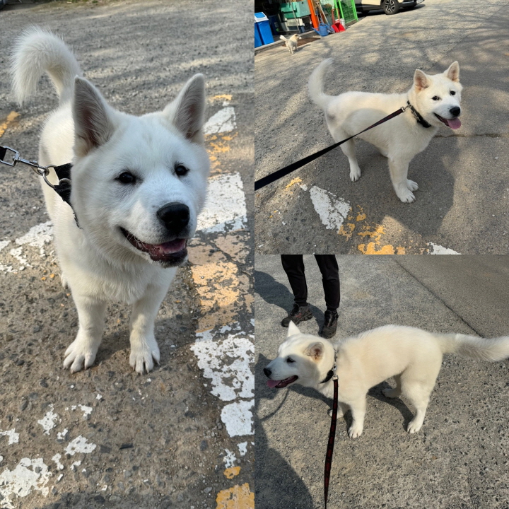 당진시동물보호소_444568202400190