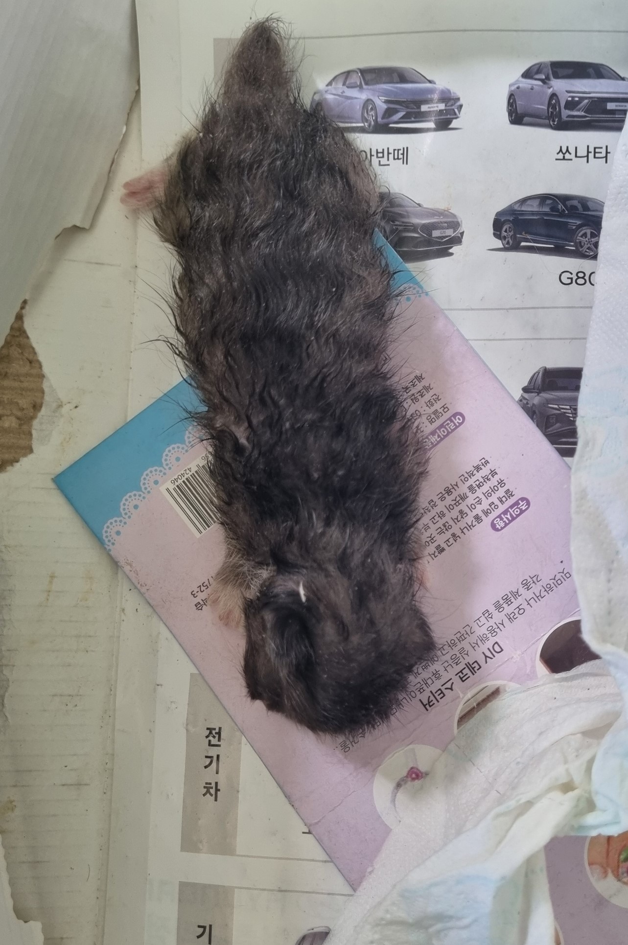 종료(자연사) 한국…