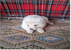 (사)동물보호관리협회_448535202400521