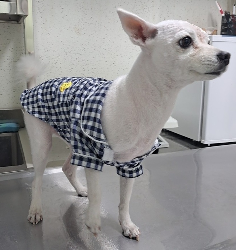 수원시 동물보호센터_441374202400315