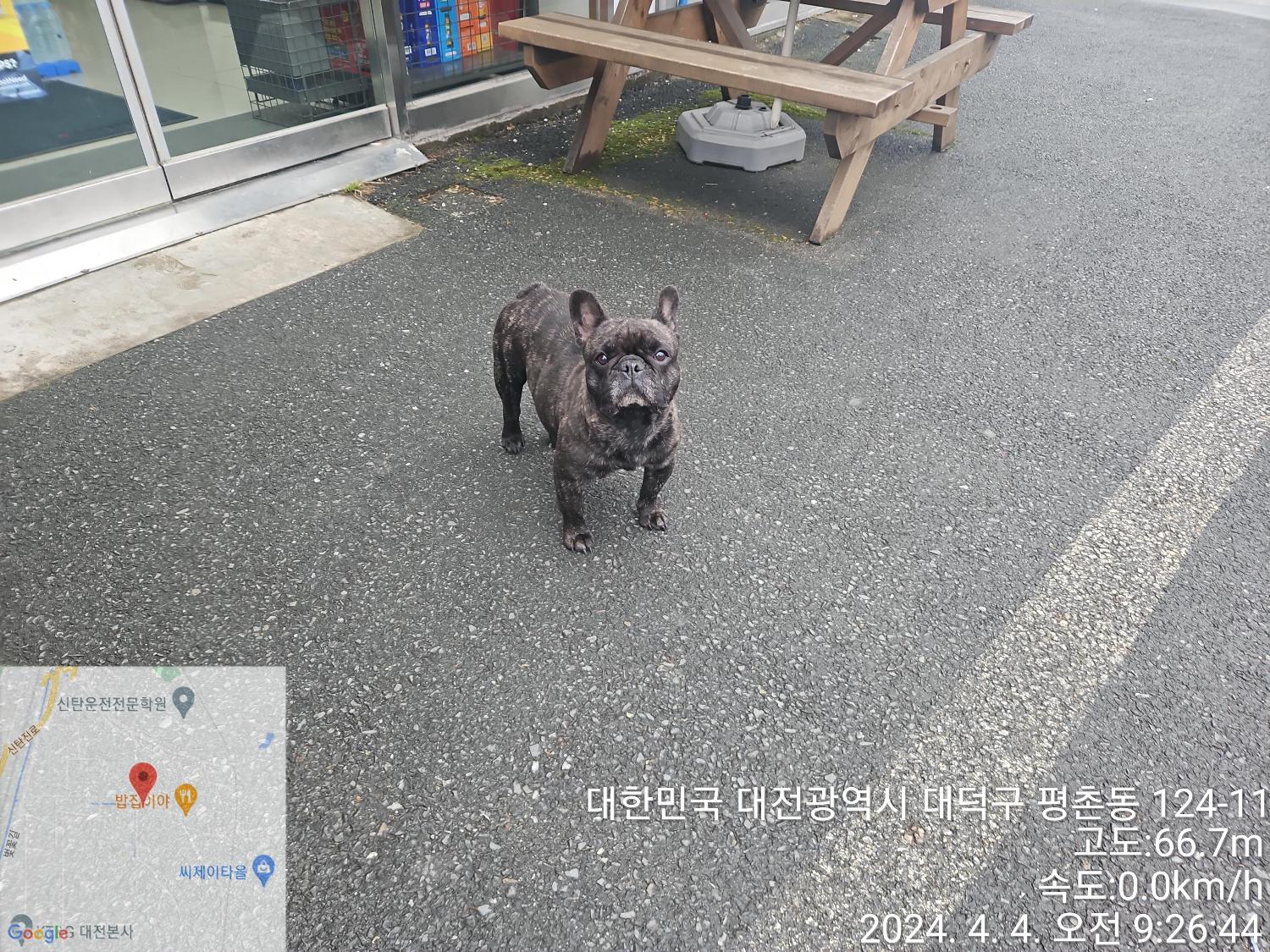 대전동물보호센터_430368202400061