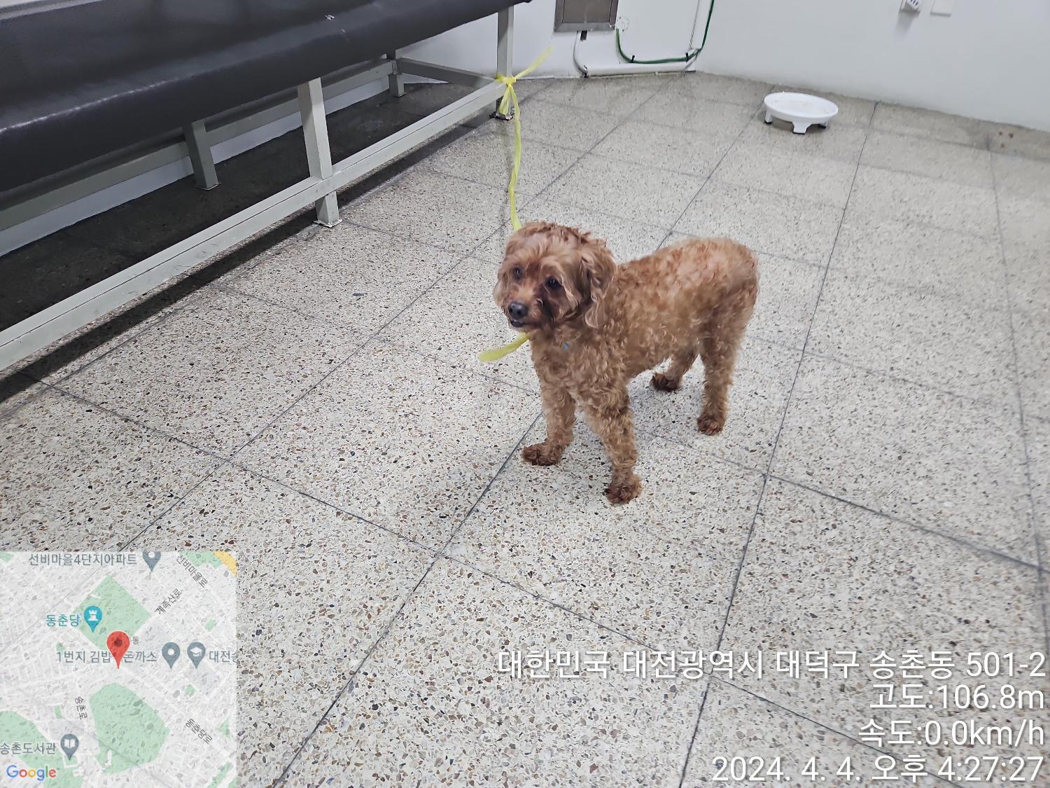 대전동물보호센터_430368202400062