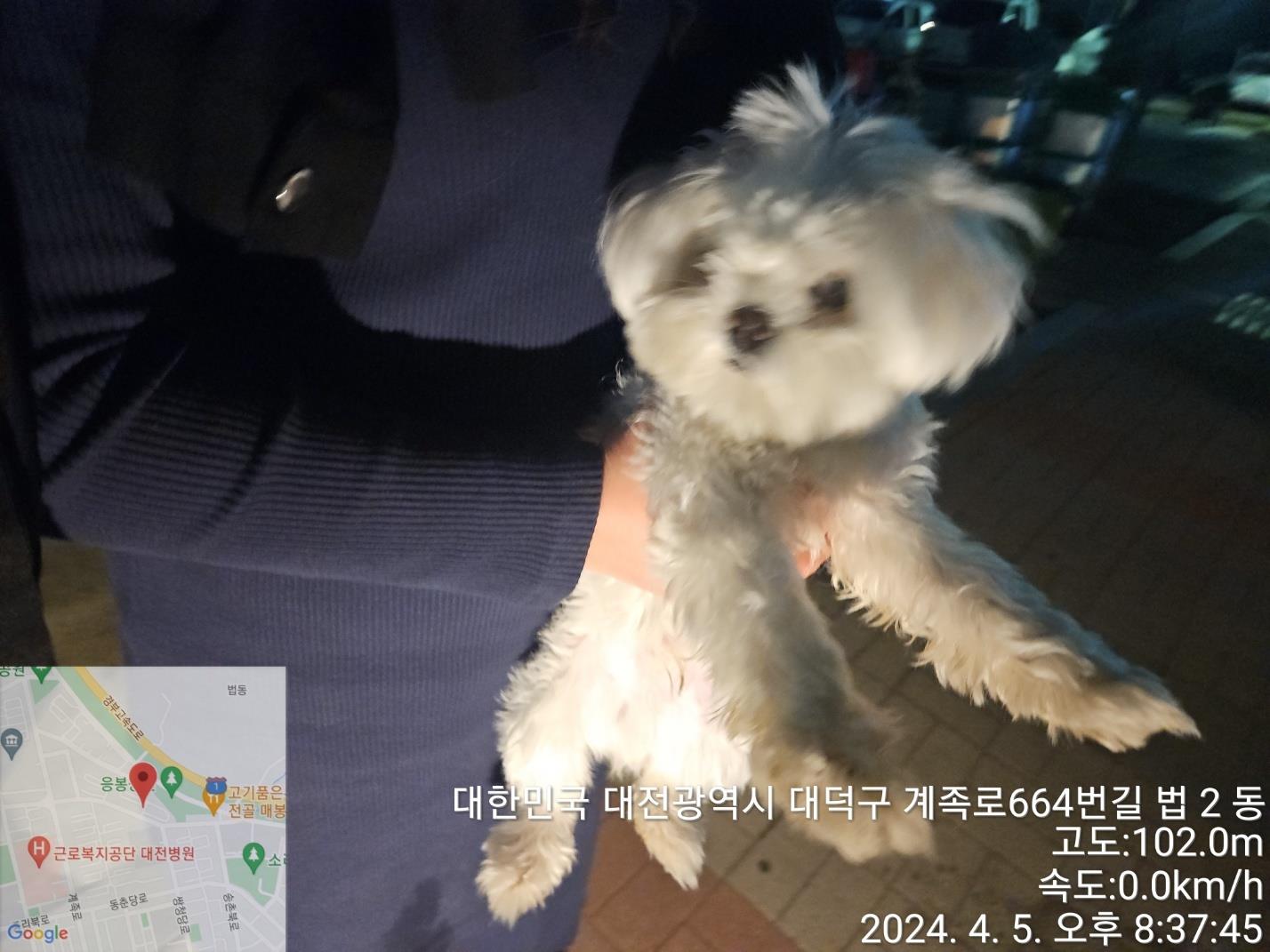 대전동물보호센터_430368202400063