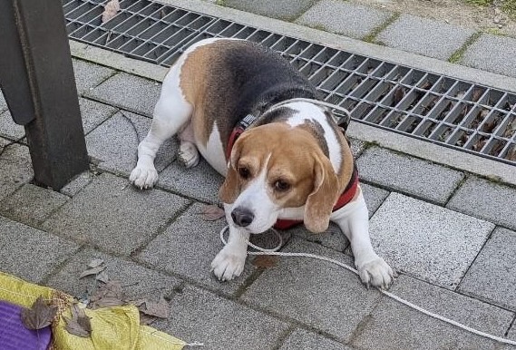 한국야생동물보호협회_441402202400200
