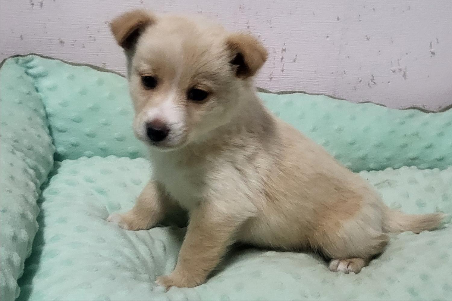 밀양시 동물보호센터_448536202400604