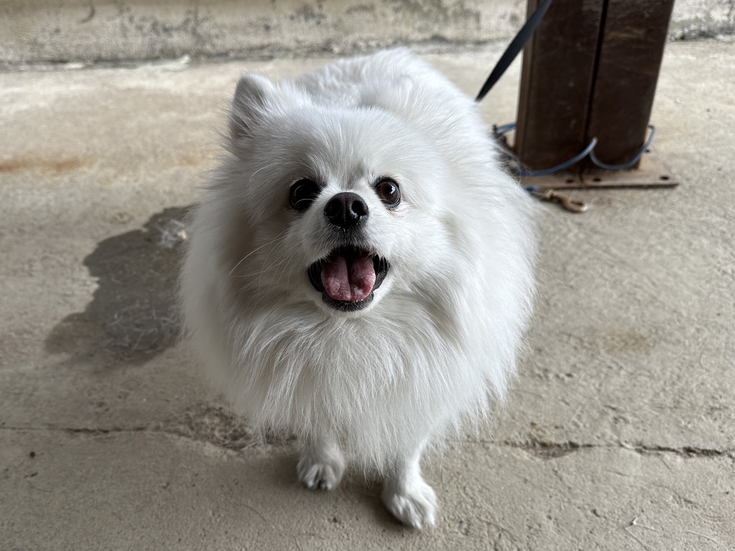 한국야생동물보호협회_441393202400688