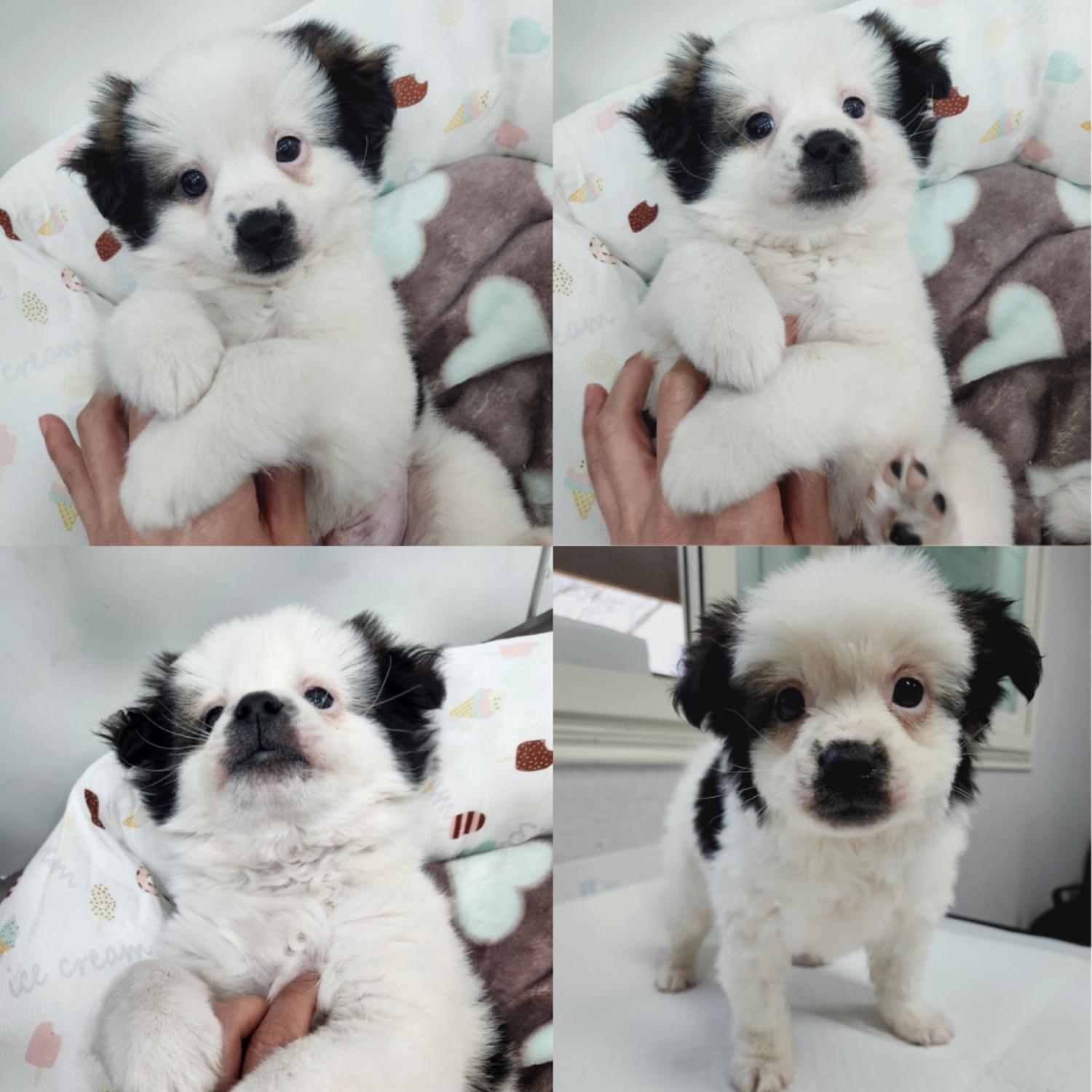 반려동물 입양센터_447508202400623