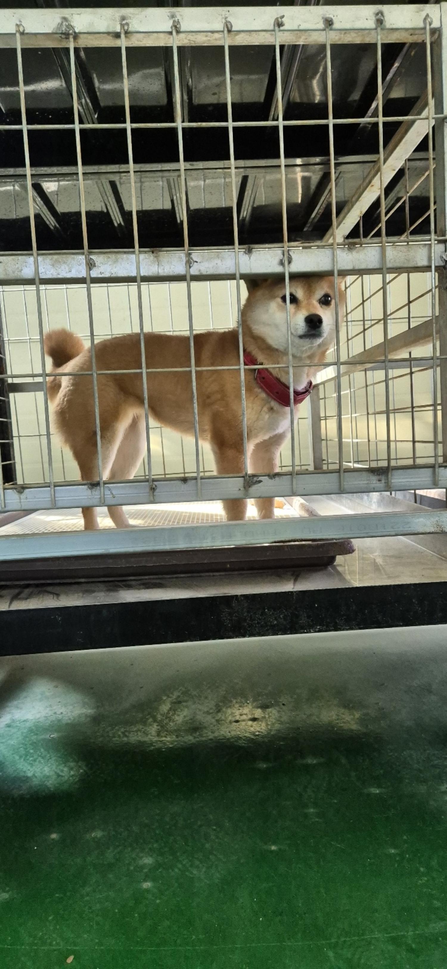 거창유기동물보호센터_448547202400378