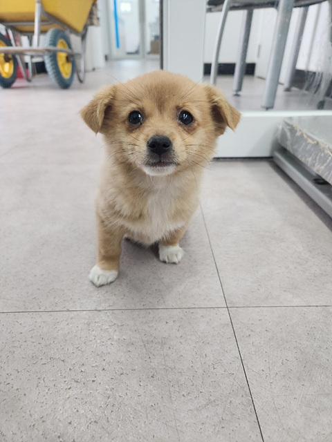 시흥동물누리보호센터_441401202400409