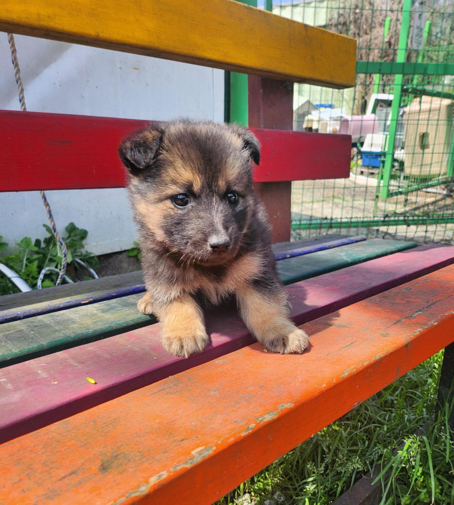 울산유기동물보호센터_431373202400370
