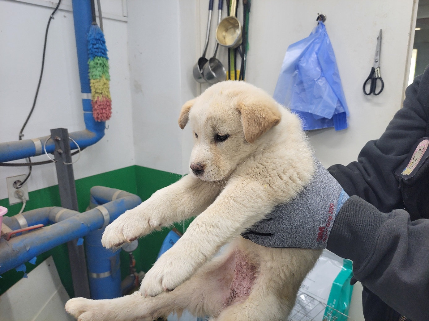 고양시동물보호센터_441394202400655