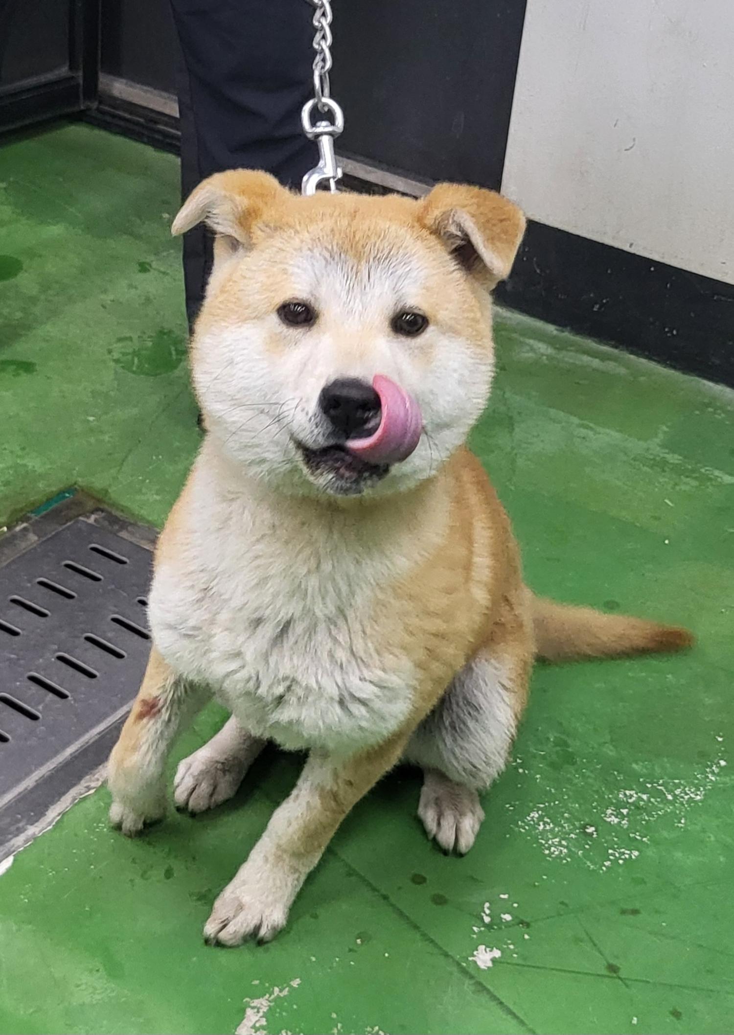 제천시 동물보호센터_443440202400110