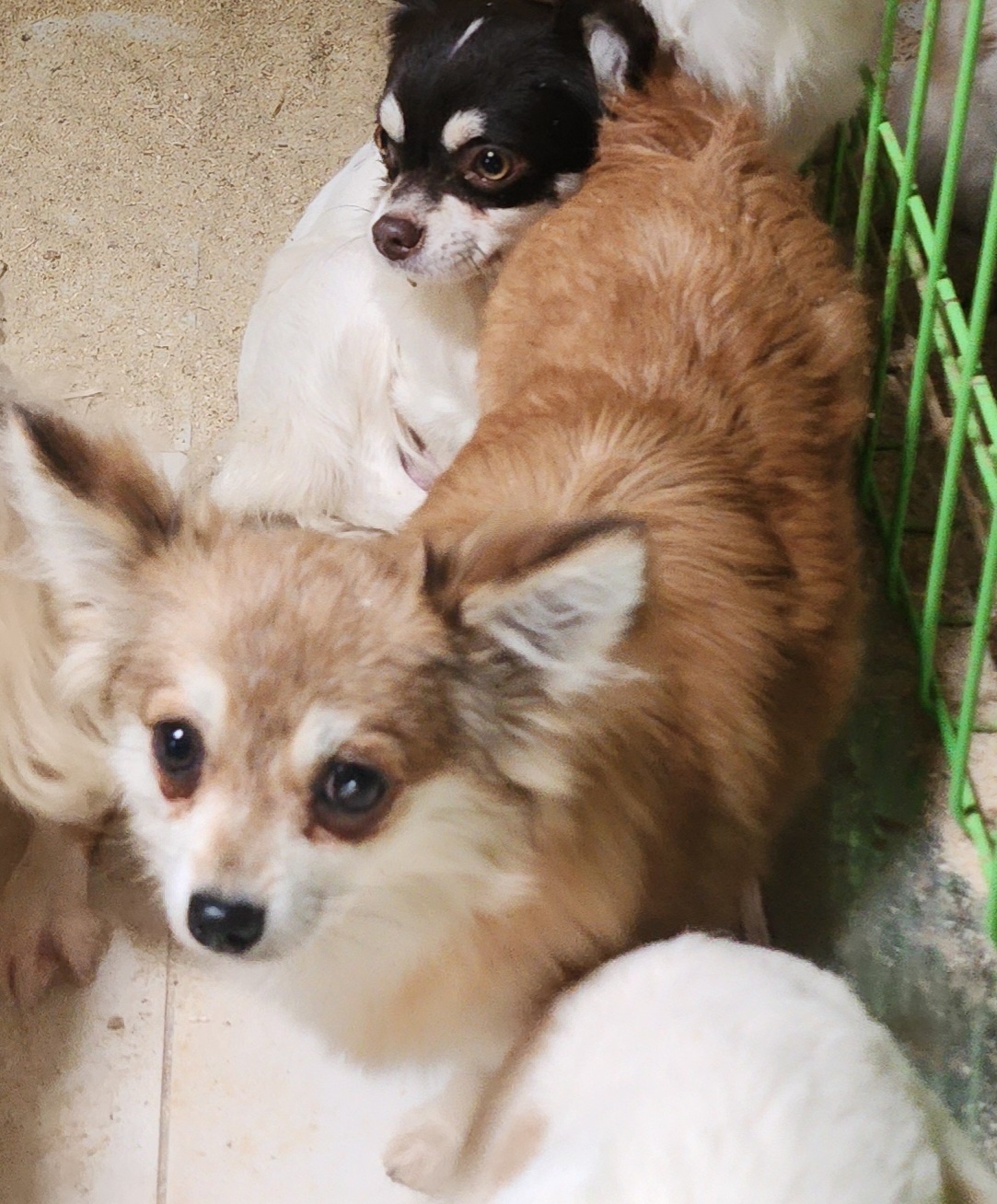 울산유기동물보호센터_431373202400387