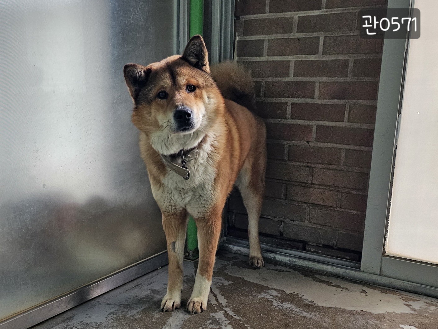 [개] 믹스견 경기-고양-2024-00293 유기동물 배경 이미지 입니다.