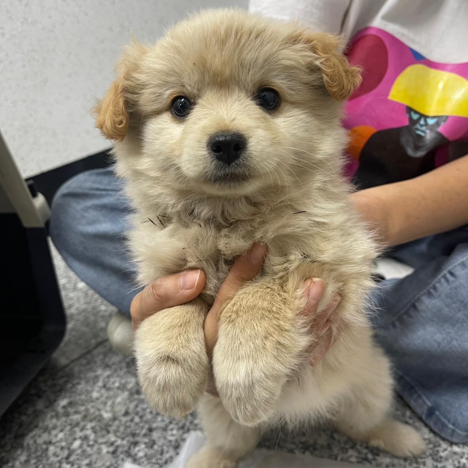 강릉시 동물사랑센터_442420202400165