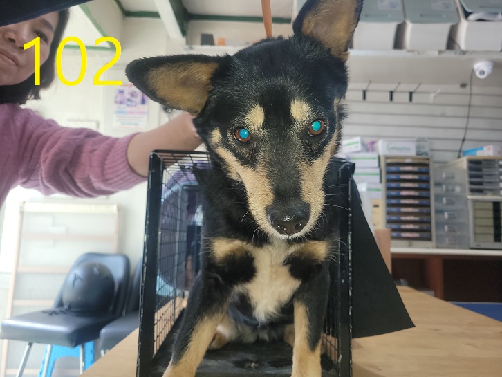 신영재동물병원_428355202400124