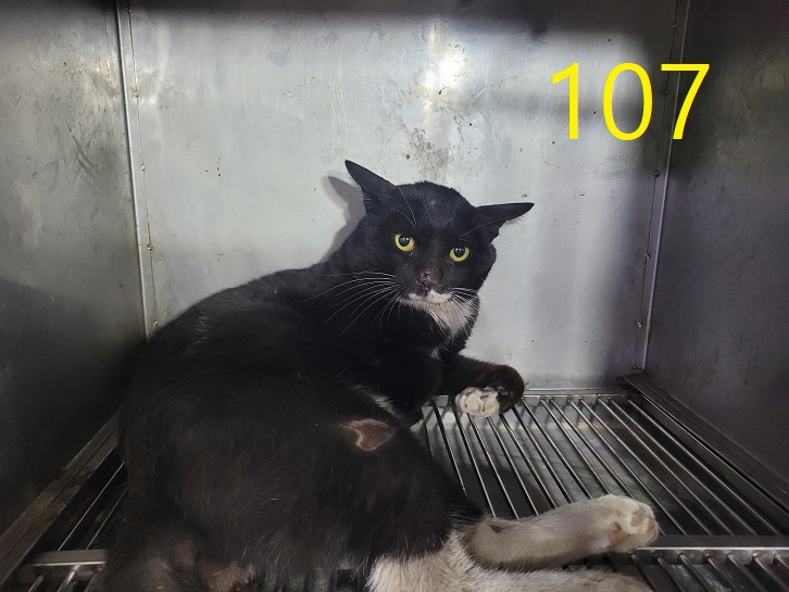 신영재동물병원_428355202400129