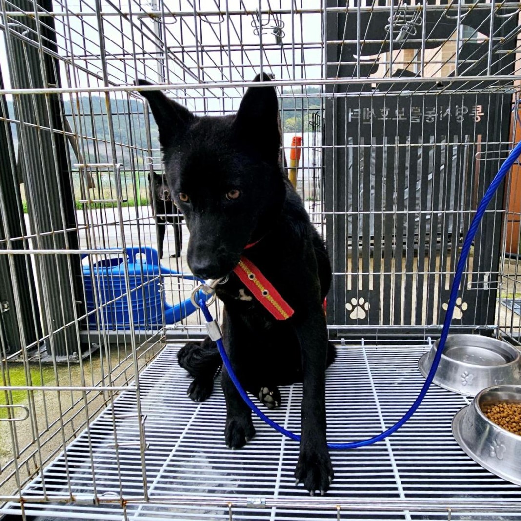 통영시동물보호센터_448533202400216