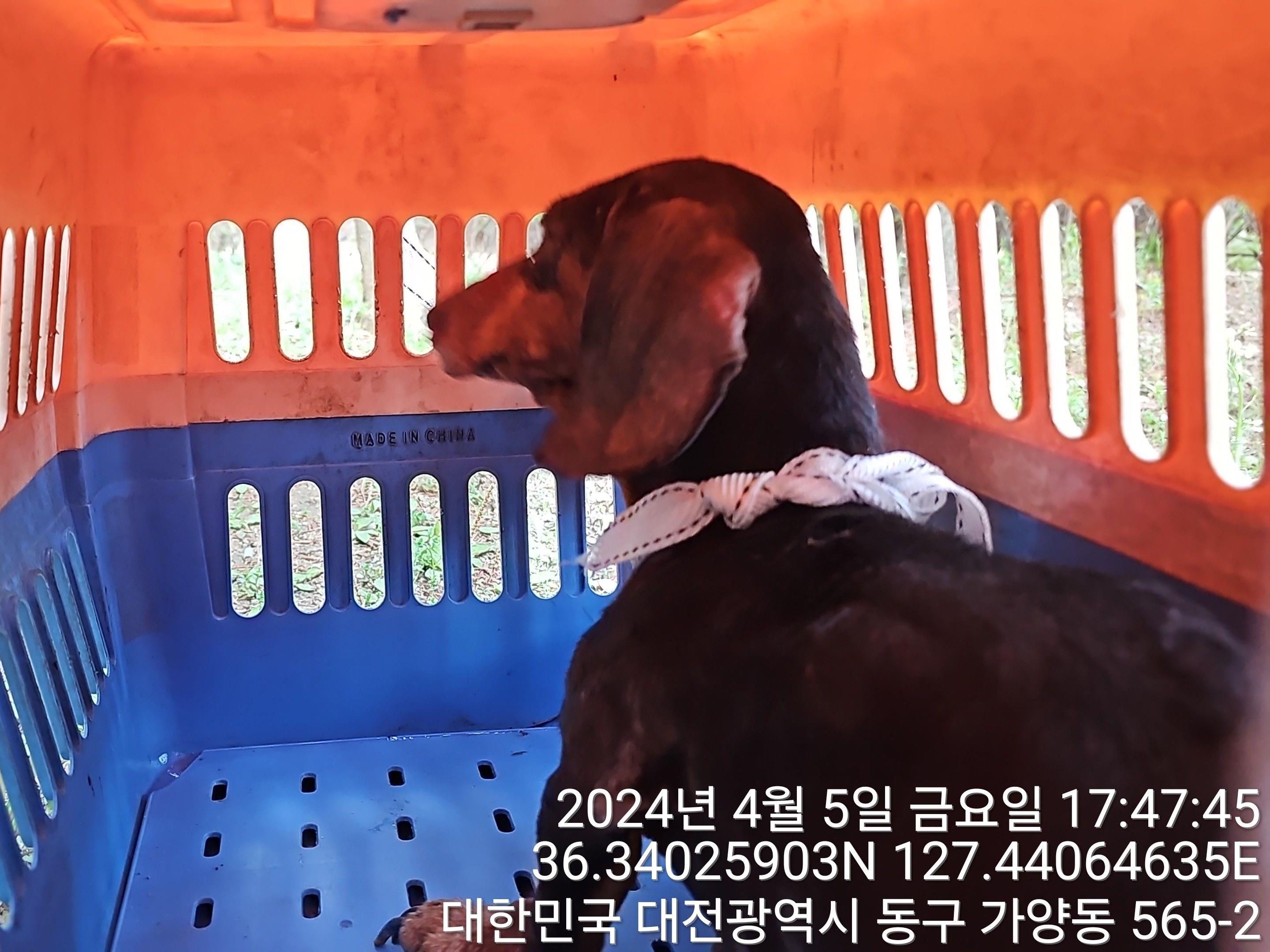 종료(반환) 닥스훈…