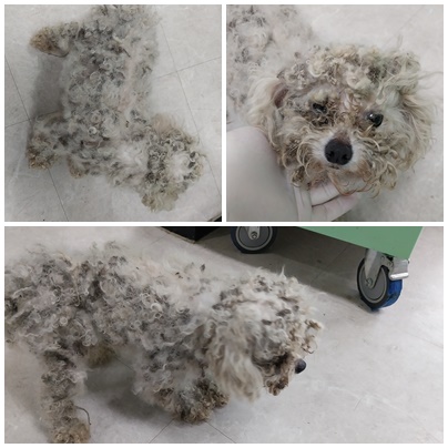 논산시 동물보호센터_444454202400238