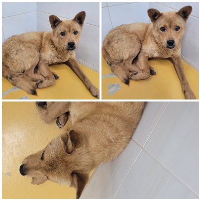 논산시 동물보호센터_444454202400244