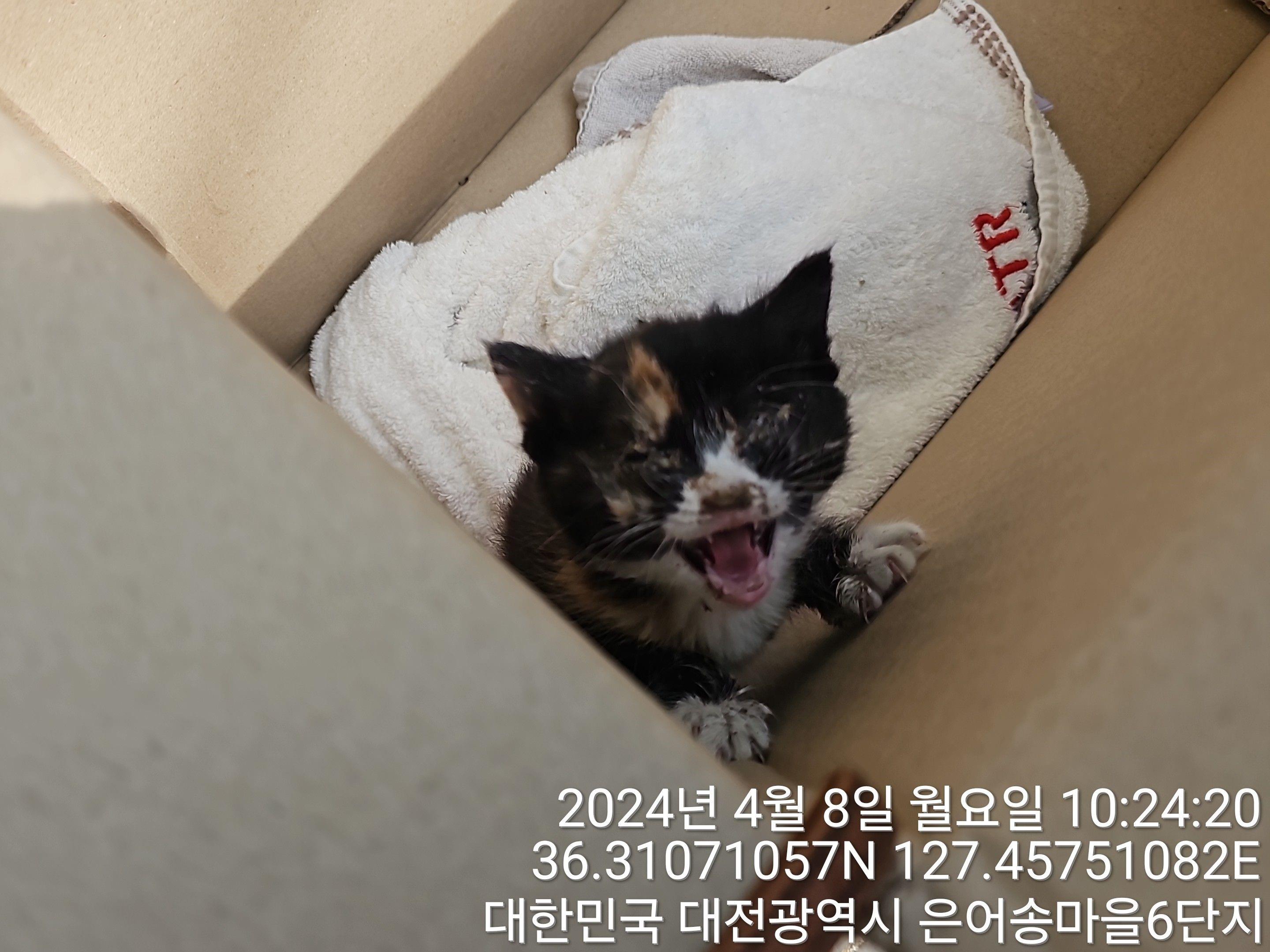 대전동물보호센터_430364202400085