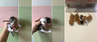 부산동물보호센터_426328202400024