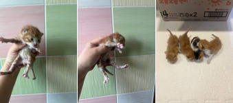 부산동물보호센터_426328202400027