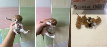 부산동물보호센터_426328202400025