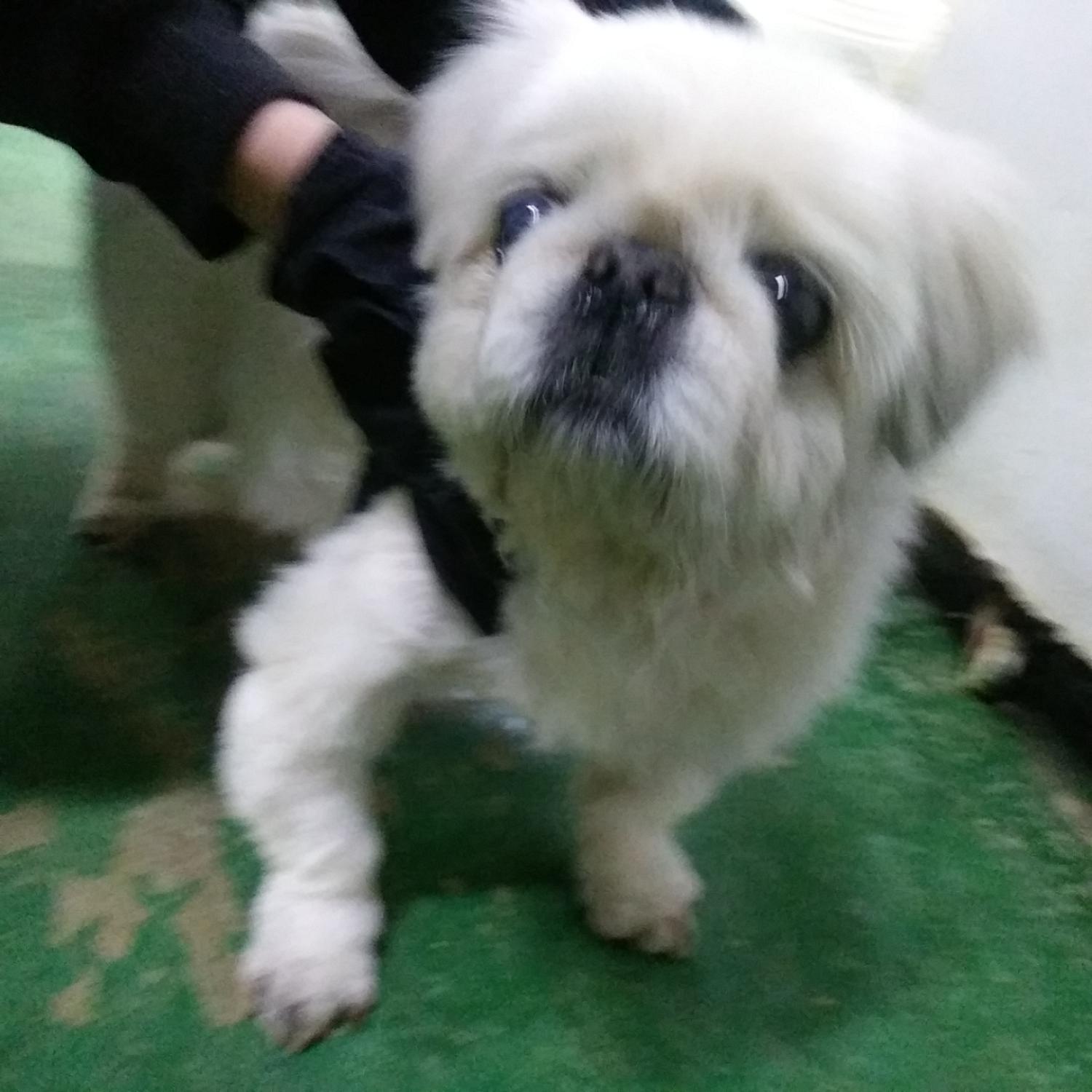 인천광역시수의사회_428351202400208