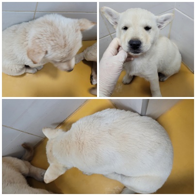 논산시 동물보호센터_444454202400251