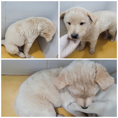 논산시 동물보호센터_444454202400250