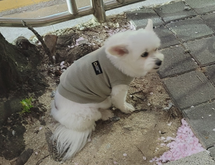 종료(반환) 믹스견…