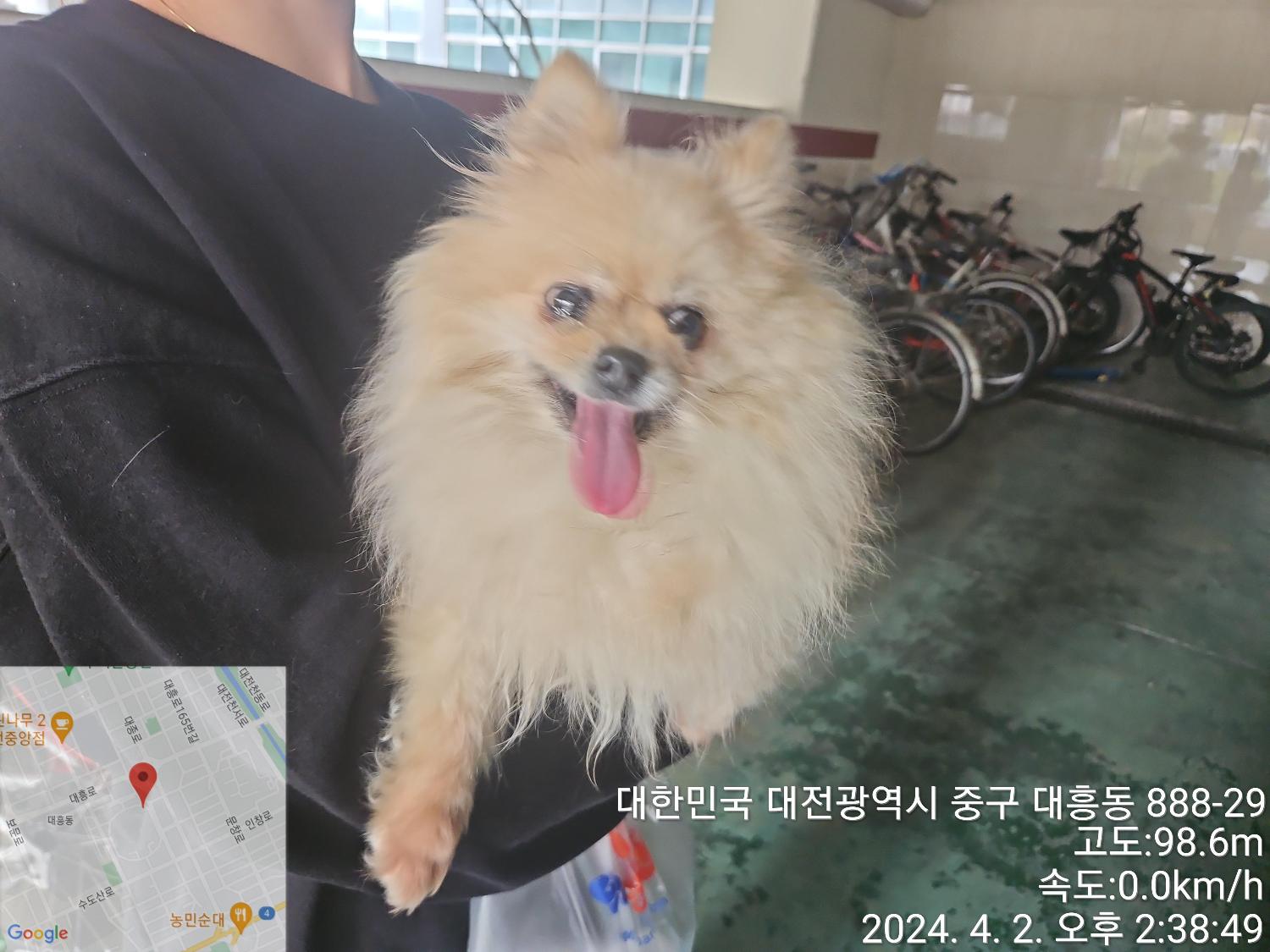 대전동물보호센터_430365202400101