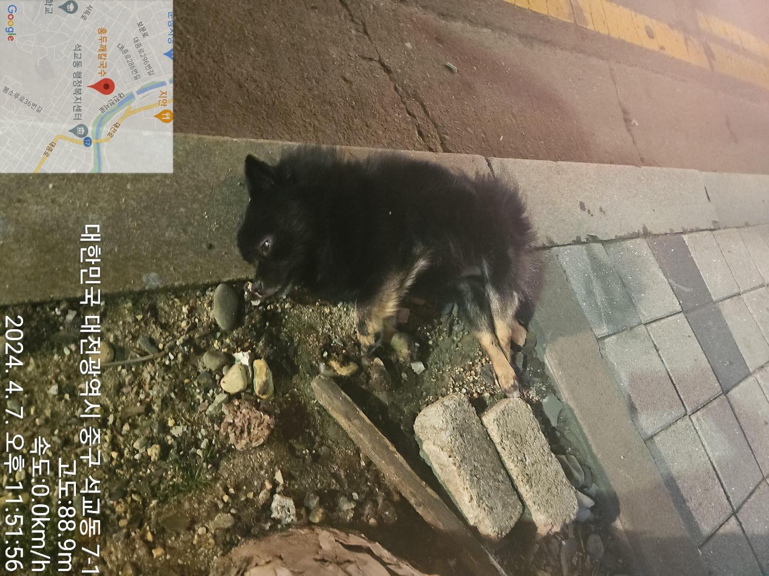 대전동물보호센터_430365202400104