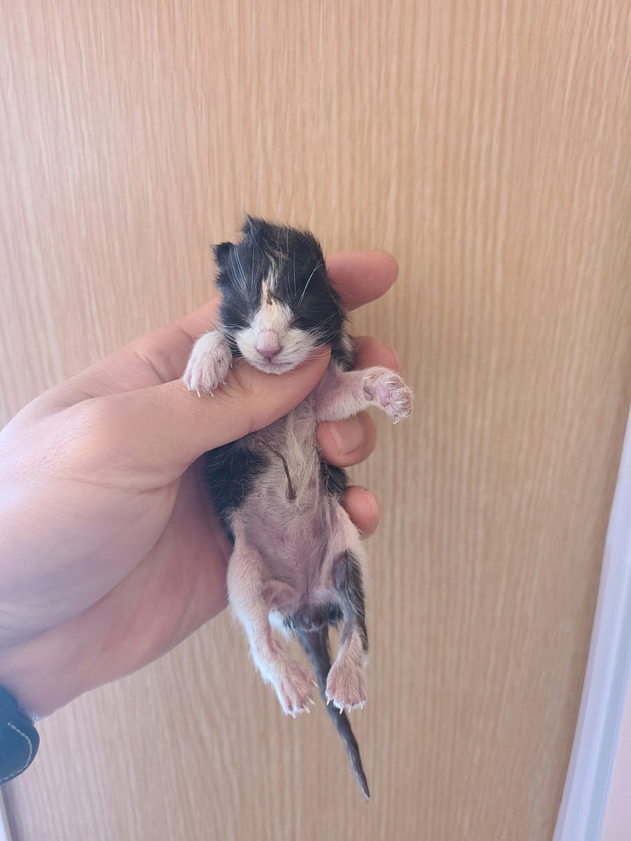 종료(자연사) 한국…