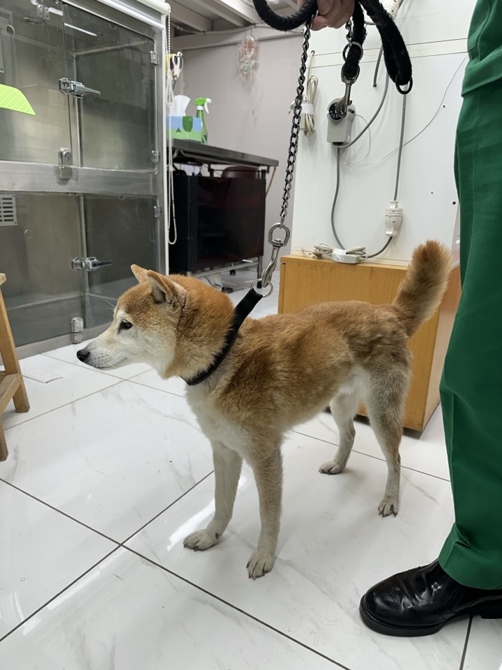 신공항동물병원_428349202400226
