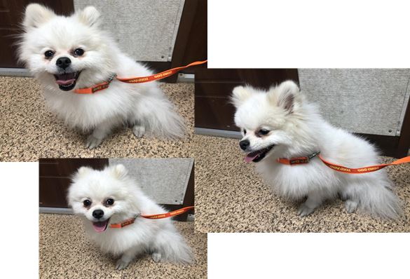 청조동물병원_426337202400047